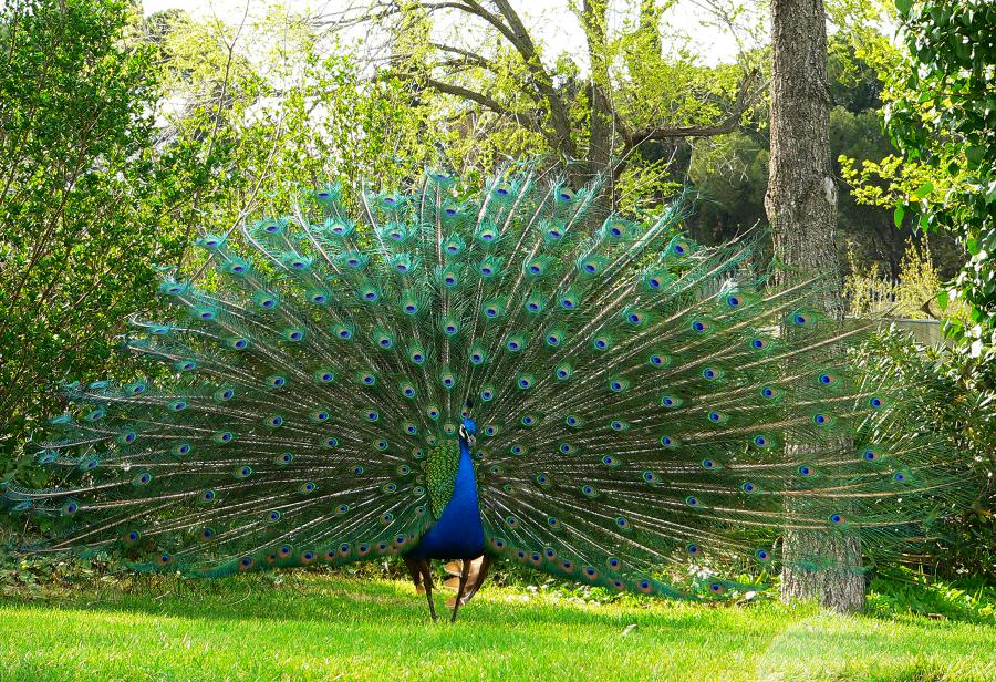 Un pavo real en Oxford