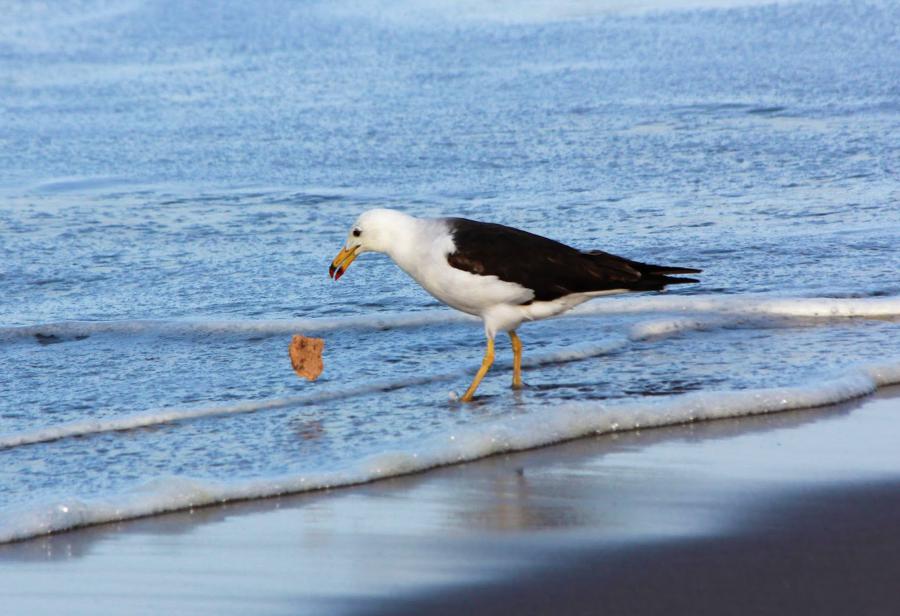 Aves trabajadoras