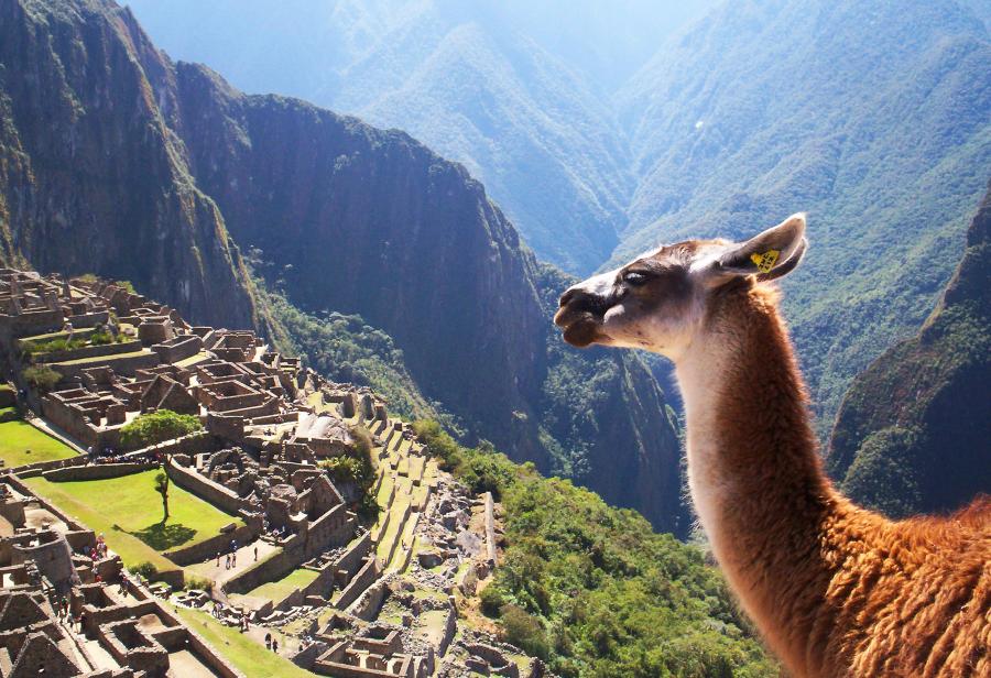 Llamas de altura