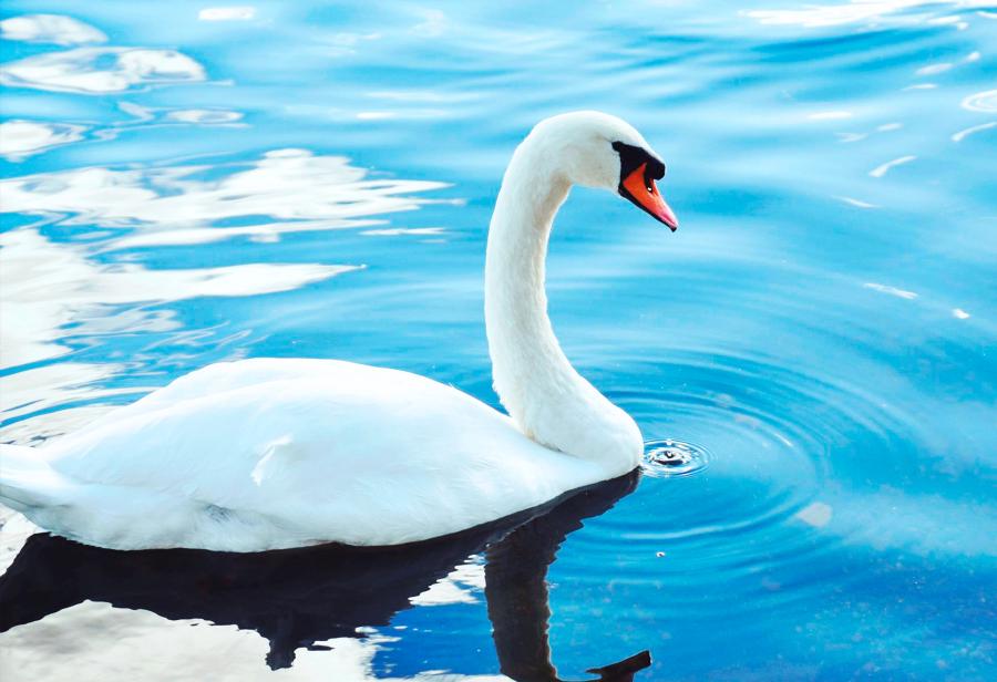 El último canto del cisne