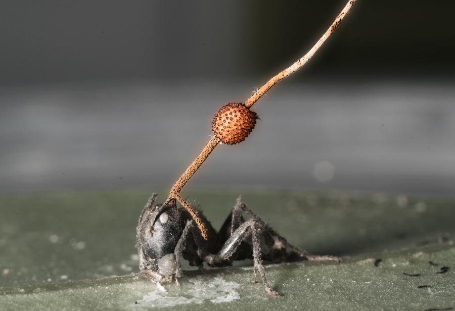 Parasitoide: infecta, manipula y mata