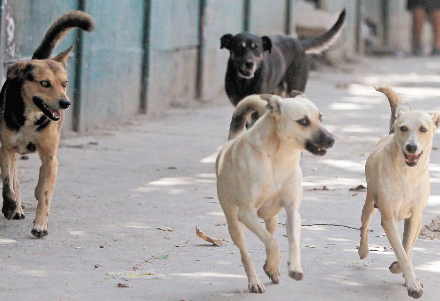 Perros