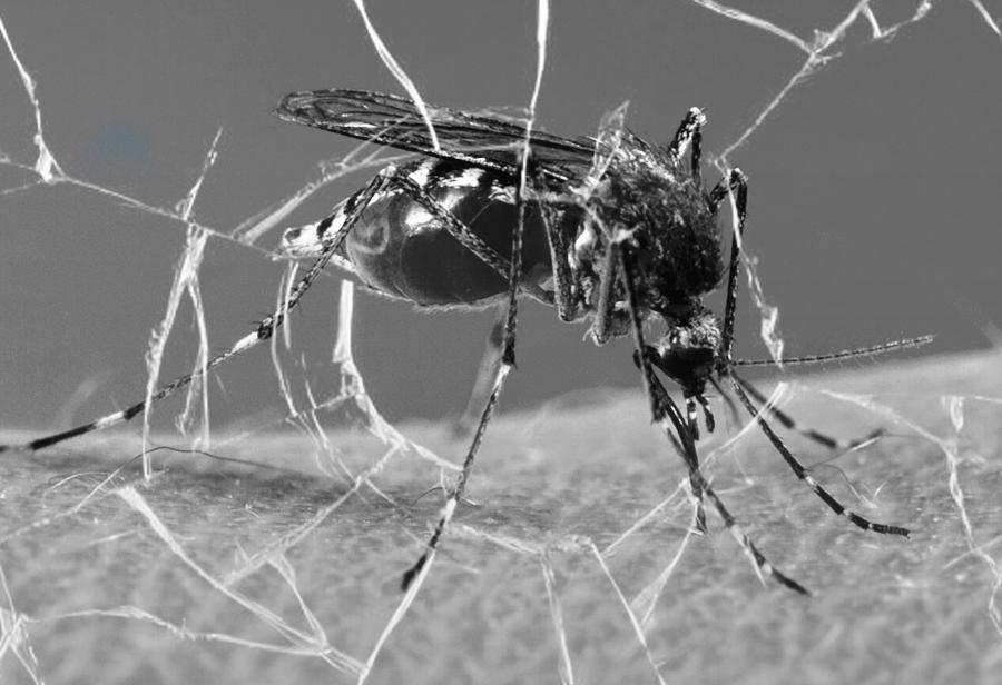 Lima Metropolitana y las falencias frente al dengue