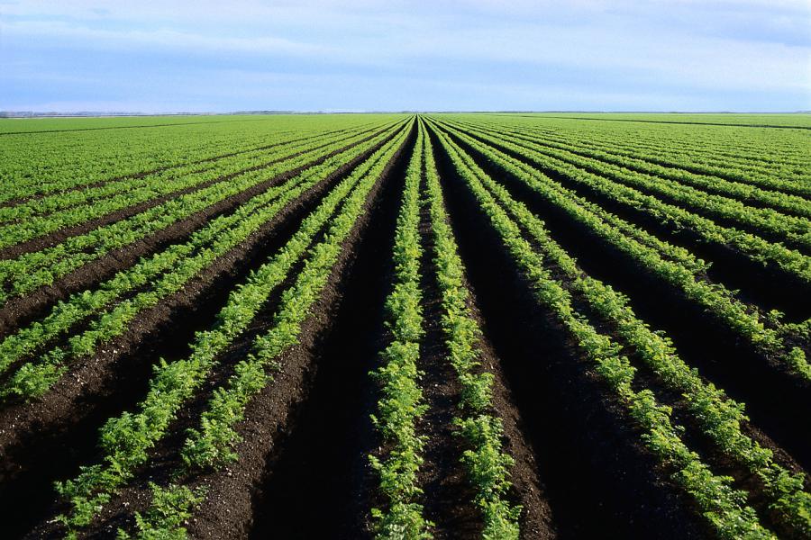 Los cuentos de la concentración de tierras