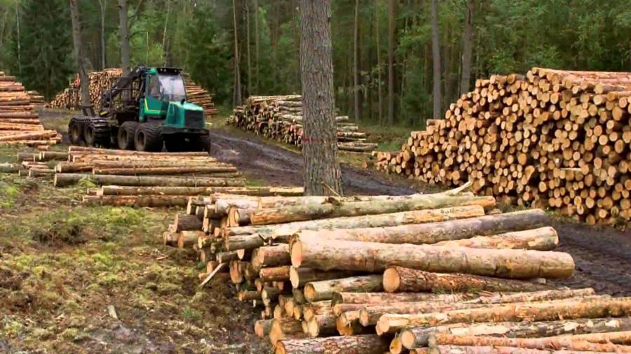 ACIERTO Y LÍMITES DEL SECTOR FORESTAL