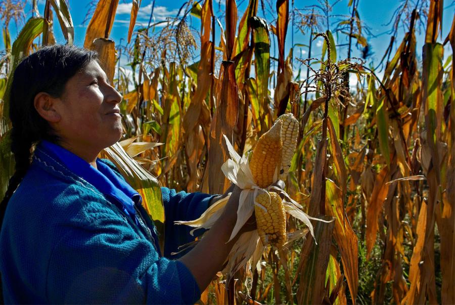 Ley laboral agraria: modelo para el Perú