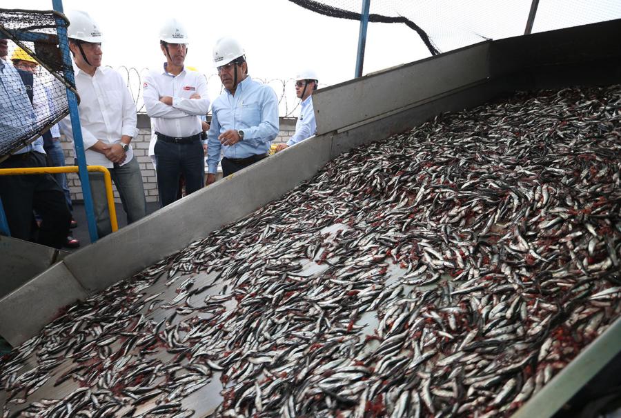 ¡Otra vez pretenden detener  la pesca de anchoveta!