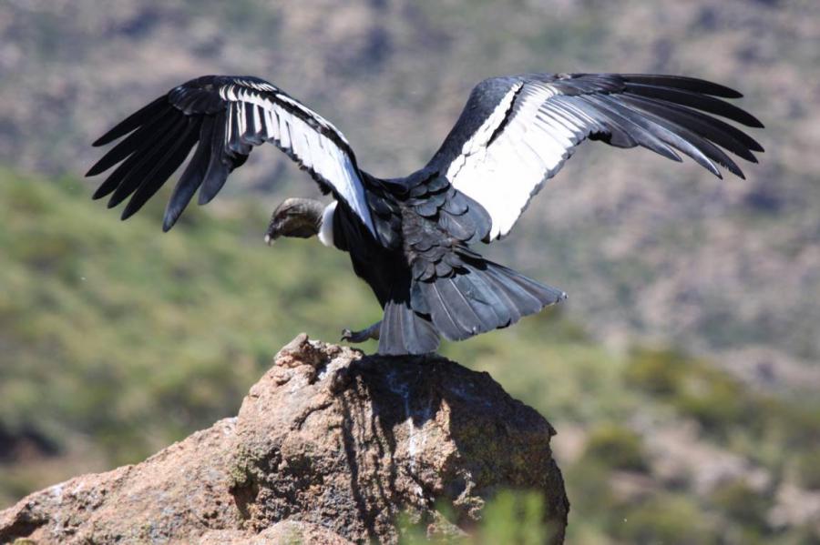 Ayacuchano, huérfano pajarillo