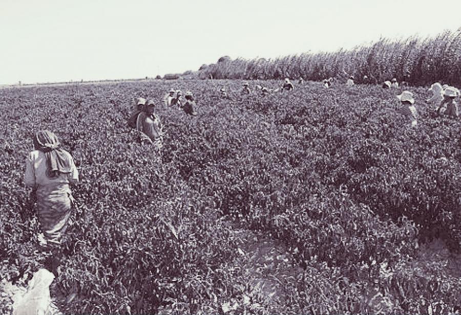 Barbarie laboral en el agro luego del milagro económico