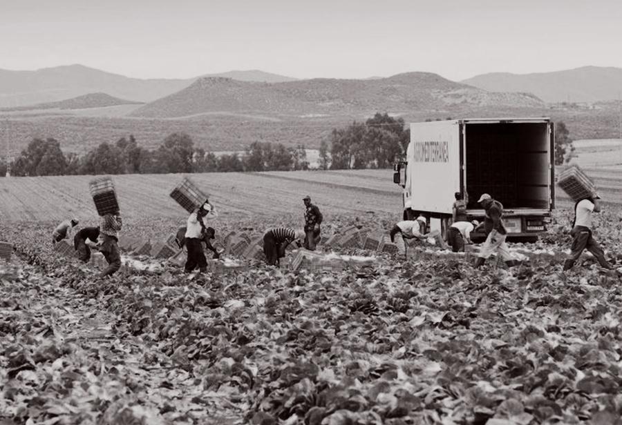 El crimen social de haber eliminado la flexibilidad laboral en el campo