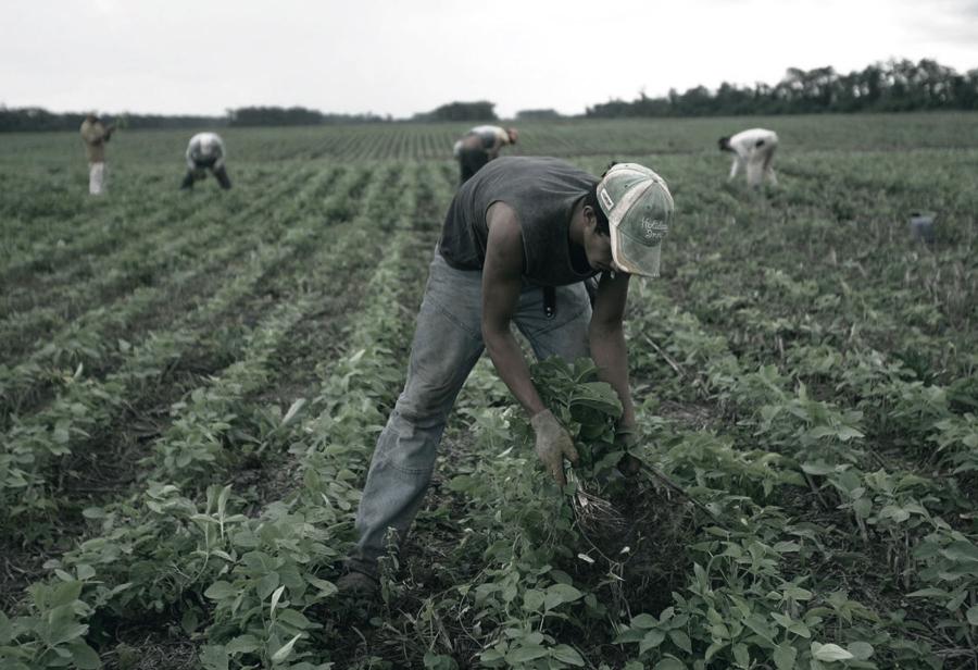 ¡Enemigos del Perú destruyen agroexportaciones!