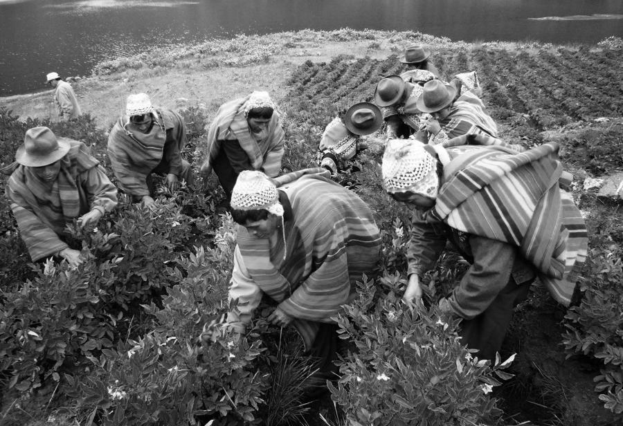 Gobierno calla ante ofensiva chavista contra agro