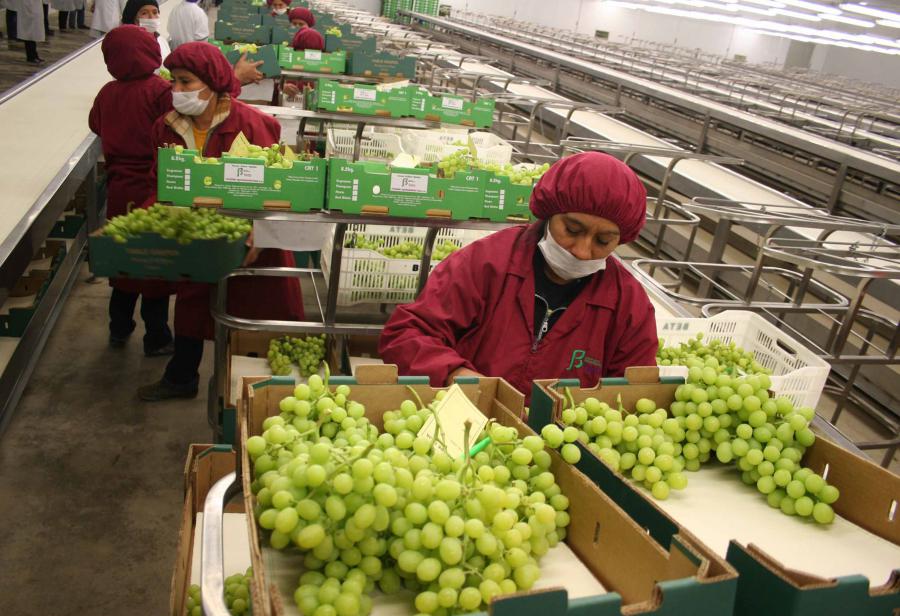 Sector agrario en la vitrina del mundo