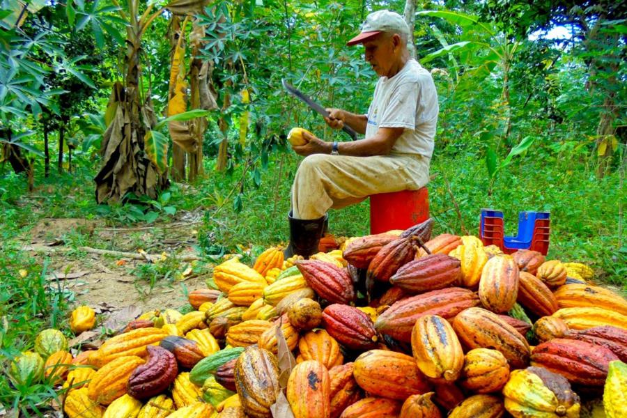 Cacao y café desplazan a la coca