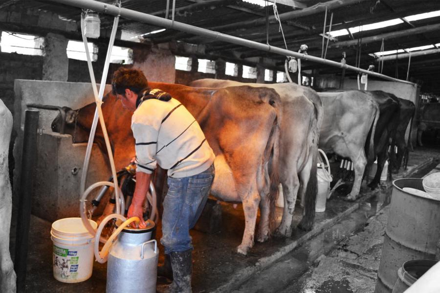 ¡Mercantilismo de la leche sin anestesia!
