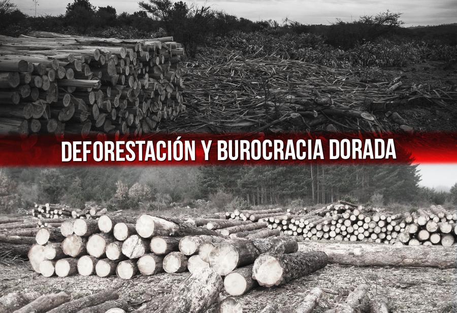 Deforestación y burocracia dorada