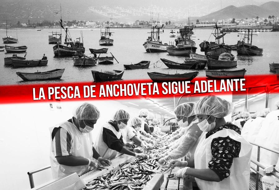 A pesar del Estado, la pesca de anchoveta sigue adelante