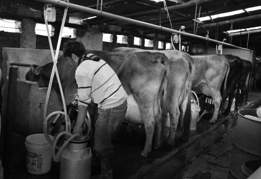 Sigue ofensiva mercantilista de la leche