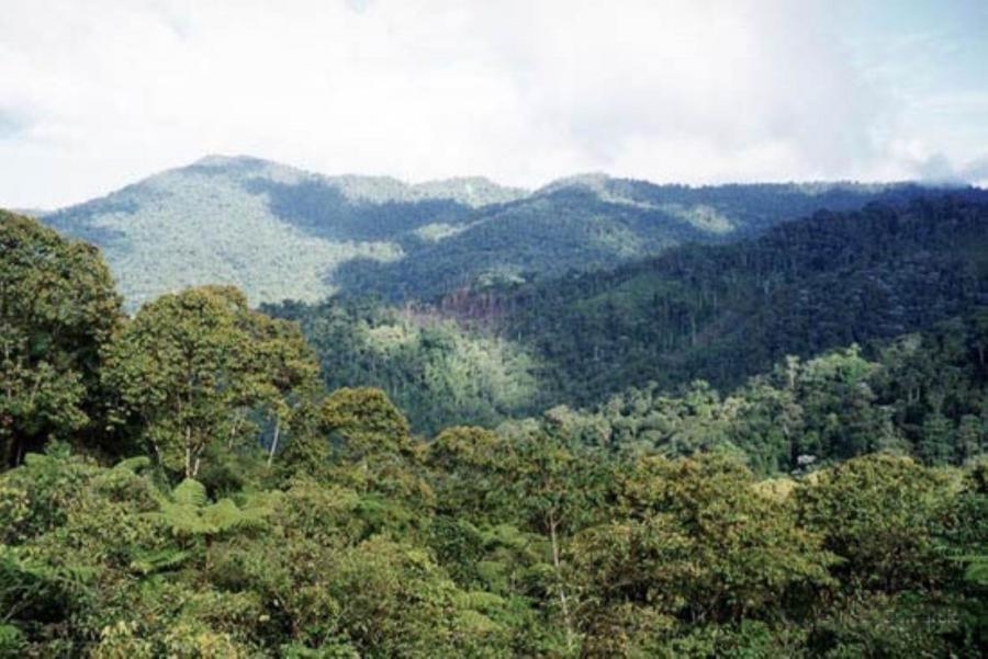 ¿Y el sector forestal?