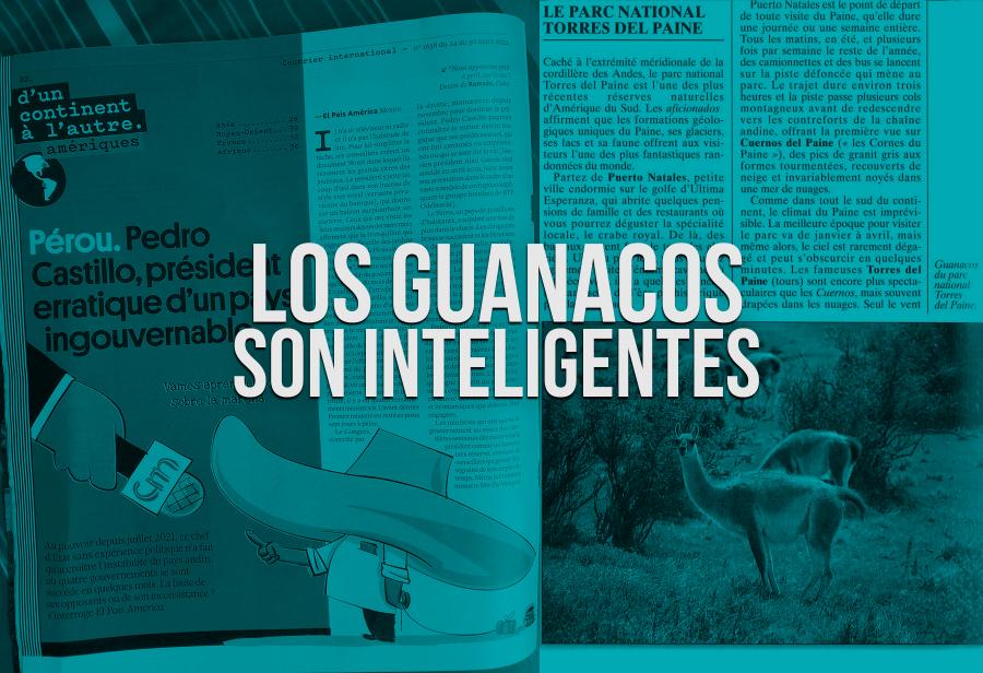 Los guanacos son inteligentes