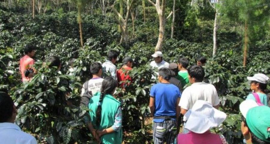 Los cafetaleros de la selva central
