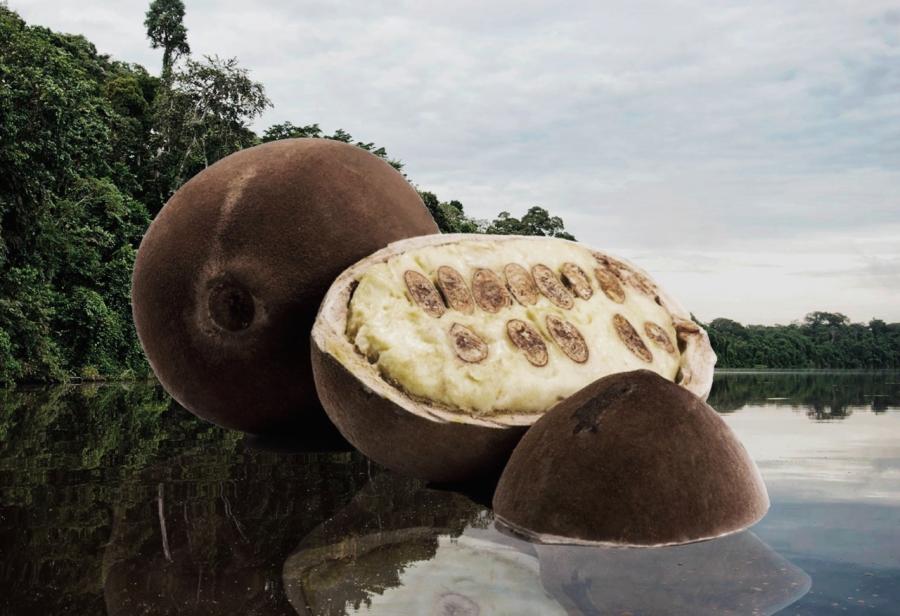Copoazú en verano