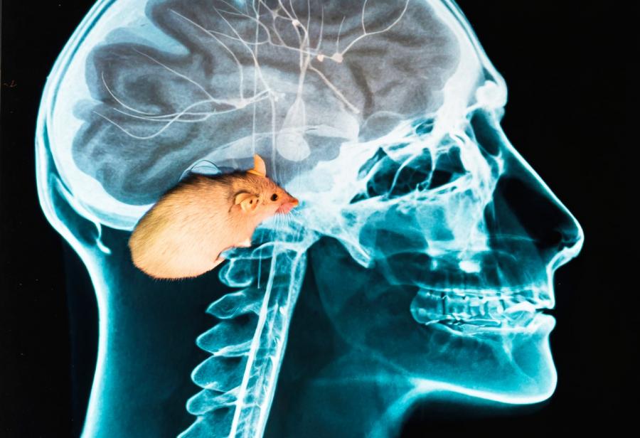 Entender la mente humana desde el cerebro de un ratón