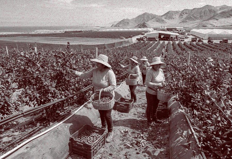 El ar&aacute;ndano y la oportunidad que no se puede desperdiciar